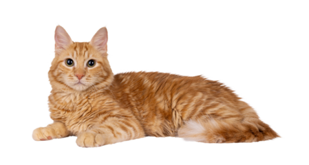 Young red house cat, laying down side ways. Looking straight to camera. Isolated cutout on a transparent background.
