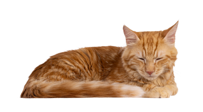 Young red house cat, laying down side ways. Sleeping with closed eyes. Isolated cutout on a transparent background.