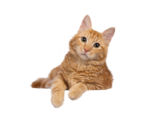 Young red house cat, laying down facing front with paws over edge. Looking straight to camera. Isolated cutout on a transparent background.