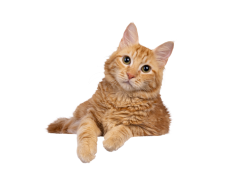 Young red house cat, laying down facing front with paws over edge. Looking straight to camera. Isolated cutout on a transparent background.