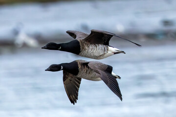 Fototapeta premium Brent Goose (Branta bernicla), common in coastal wetlands like Bull Island, Dublin