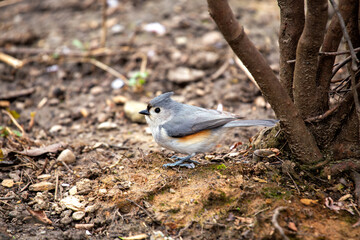 Obraz premium Tufted Titmouse (Baeolophus bicolor), common in woodlands of eastern USA, Central Park, New York