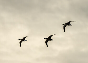 Brent Goose (Branta bernicla), common in coastal wetlands like Bull Island, Dublin
