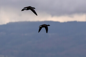 Brent Goose (Branta bernicla), common in coastal wetlands like Bull Island, Dublin