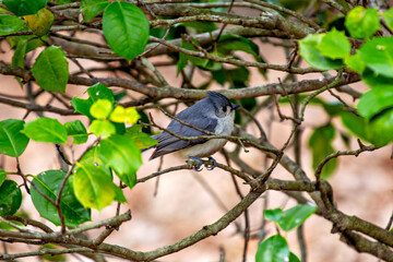 Tufted Titmouse (Baeolophus bicolor), common in woodlands of eastern USA, Central Park, New York