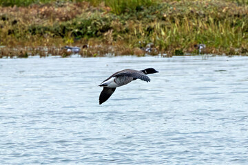 Brent Goose (Branta bernicla), common in coastal wetlands like Bull Island, Dublin