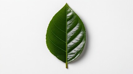 Single Green Leaf: A vibrant, singular green leaf isolated against a clean backdrop, exuding a sense of nature's simplicity and resilience.  