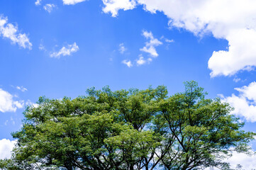 blue sky with big tree in the background