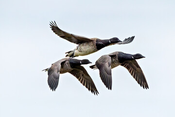 Brent Goose (Branta bernicla), common in coastal wetlands like Bull Island, Dublin