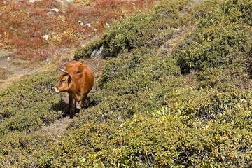 Cow near Nanga Parbat Base Camp in Rakhiot Valley. Himalayan Mountains. Gilgit-Baltistan region. Pakistan. Asia.