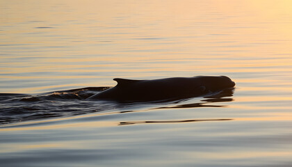 Fototapeta premium Whale Movement at Sunrise: A Peaceful Golden Hour Scene