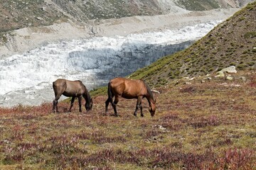 Horses near Nanga Parbat Base Camp, Rakhiot Valley. Himalayan Mountains. Gilgit-Baltistan region. Pakistan. Asia.