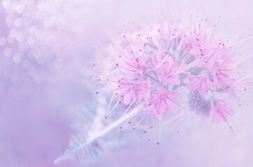 Beautiful pastel pink flowers on blurred background with bokeh. Floral image with copy space. Close-up, soft focus.