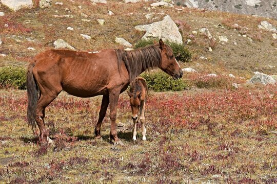 Horses near Nanga Parbat Base Camp, Rakhiot Valley. Himalayan Mountains. Gilgit-Baltistan region. Pakistan. Asia.