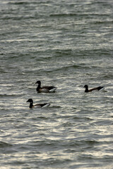 Brent Goose (Branta bernicla), common in coastal wetlands like Bull Island, Dublin