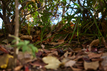 秋と冬のガーデニング 庭の植物