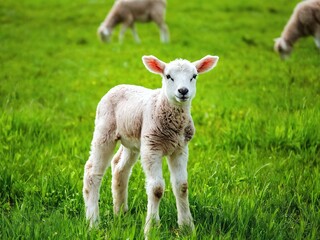 Fototapeta premium young lamb standing in a green field with other sheep grazing nearby in a sunny rural setting