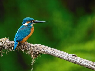 Colorful kingfisher perched on a branch in a serene natural setting during the day