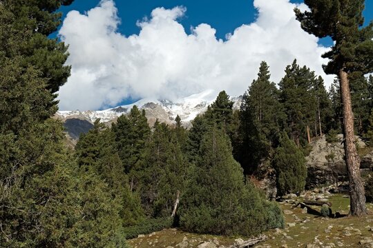 Nature in Behal village, located on the trekking route from Fairy Meadows to Nanga Parbat Base Camp. Rakhiot Valley. Himalayan Mountains. Pakistan. Asia.