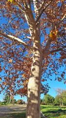 Paisajes del otoño