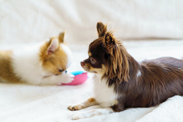 おもちゃで遊ぶ成犬と子犬のチワワ2匹 © kasa