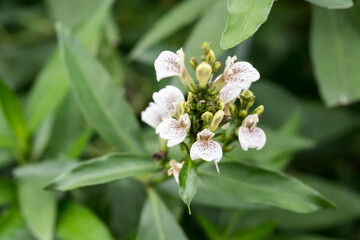Beautiful Willow-Leaved Justicia (justicia gendarussa) flowers.