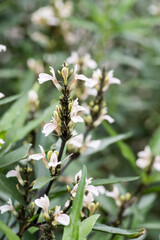 Beautiful Willow-Leaved Justicia (justicia gendarussa) flowers.