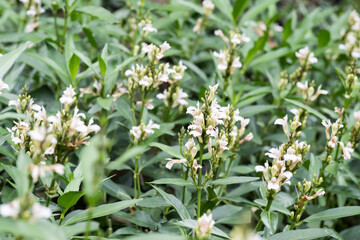 Beautiful Willow-Leaved Justicia (justicia gendarussa) flowers.