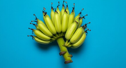 Musa Acuminata Fruits also known as Cavendish Banana isolated on Blue Background