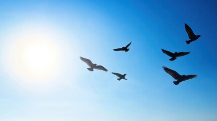 Obraz premium Silhouettes of Birds Flying in a Clear Blue Sky with a Sun in the Background