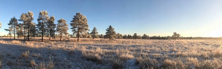 Fototapeta premium Snow-draped pine trees on a cold evening present a beautiful winter vista.