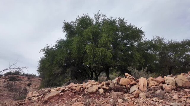 Majestic Argan Tree Iconic Argan Forest for Argan Oil Production in Agadir, Morocco