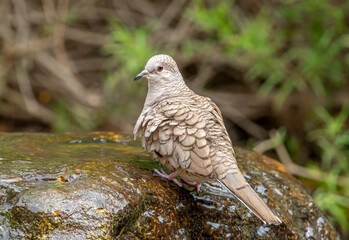 Inca Dove