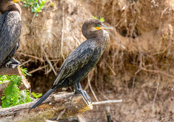 Neotropical Cormorant