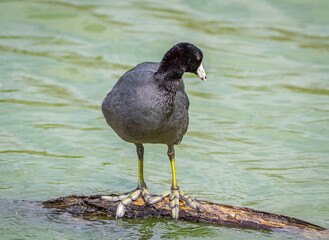 American Coot