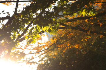 夕日を浴びて輝く楓の葉