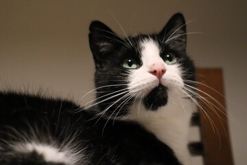 young cute black and white cat