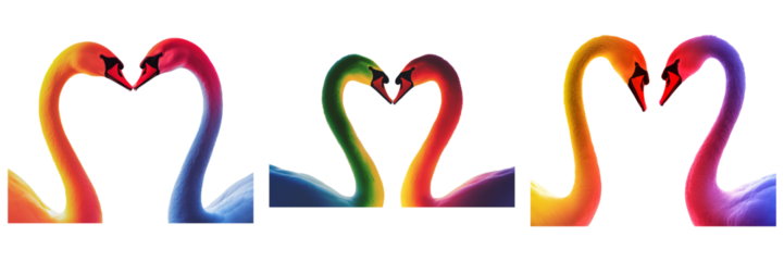 silhouette of two swans forming heart in vibrant colors, symbolizing love and unity