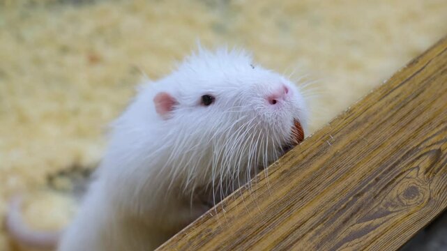 Albin Nutria at the zoo. A white nutria Chewing and looking around