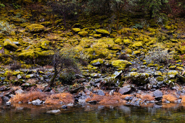Mossy rocky shoreline on North Fork American River in Colfax, California