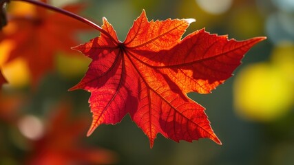 A Single Crimson Maple Leaf Illuminated by Sunlight, Its Veins Intricately Defined by a Soft Backlight, Against a Blurred Background of Autumnal Hues