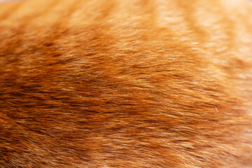 A detailed closeup of a cats fur reveals the unique texture of the fur