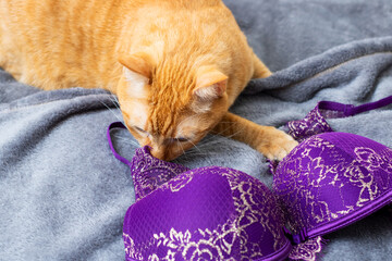 A curious cat is energetically playing with a purple bra on a bed