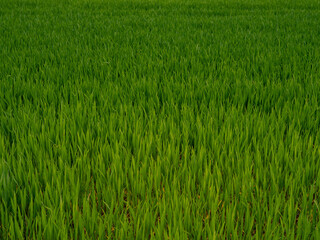 Fresh field - Seeds are starting to grow in a fresh green