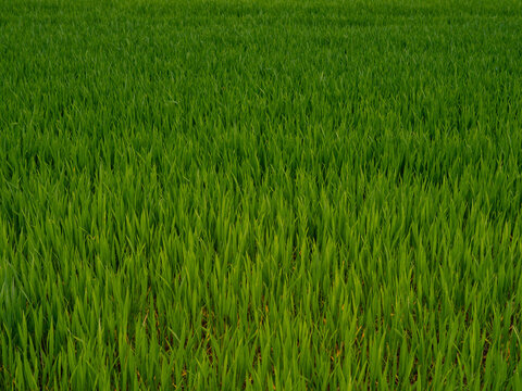 Fresh field - Seeds are starting to grow in a fresh green