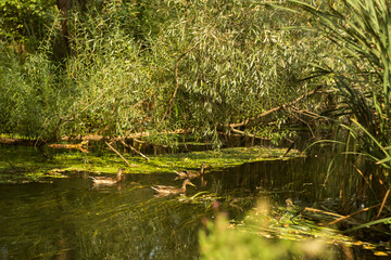 Tranquil Lakeshore with Lush Vegetation