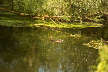 Tranquil Lakeshore with Lush Vegetation