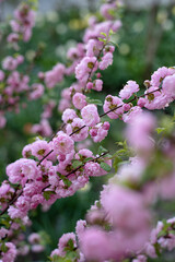 Close-up of sakura branch in spring.