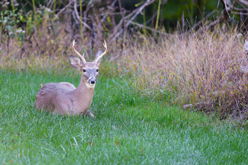 Resting Deer in Grassy Meadow.