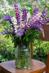 Bouquet of lupines in a jar in the garden